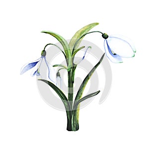 Watercolor snowdrops. Botanical illustration of flowers. Watercolor illustration of a bouquet on a white background. Bud photo