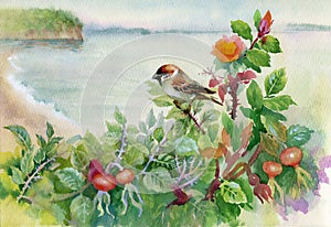 Watercolor sparrow on dog-rose