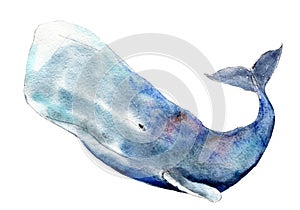 Watercolor sperm whale, hand-drawn illustration isolated on white.