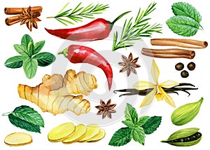 Watercolor spices. Mint, pepper, cardamon, vanilla, cinnamon, anise, ginger and rosemary isolated background