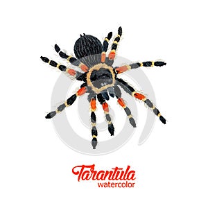 Watercolor spider tarantula