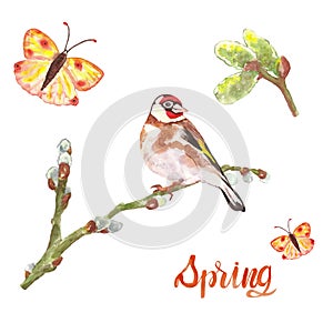 Watercolor spring bird goldfinch on willow tree branch, buds and colorful flying butterfly, isolated.