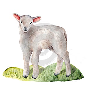 Watercolor spring card with lamb on the grass. Hand painted green meadow and pet isolated on white background. Animal