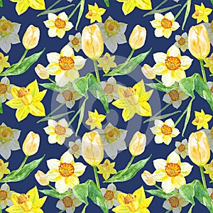 Watercolor spring floral pattern in yellows colors with narcissus and tulips flowers on blue background.