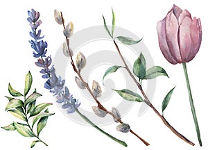 Watercolor spring floral set. Hand painted tulip, tree branch with leaves, lavender flower, willow and greenery isolated