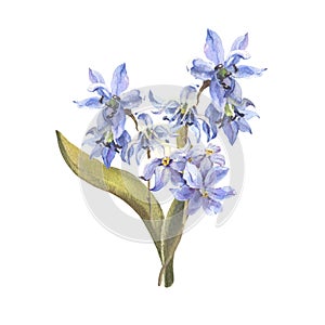 Watercolor Spring flowers bouquet. Blue Scilla flowers, lily isolated on white background. Forest flowers liverwort