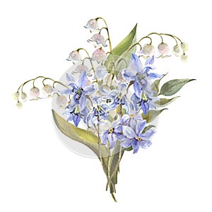 Watercolor Spring flowers bouquet. Blue Scilla flowers, lily isolated on white background. Forest flowers liverwort