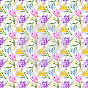 Watercolor spring flowers seamless pattern. Hand painted colorful crocuses on white background.