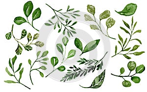 Watercolor spring green leaves and plants hand painted on white background