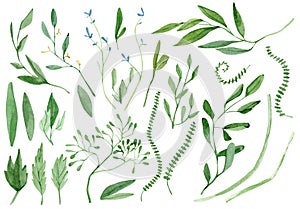 Watercolor spring leaves, branches and herbs. Hand painted botaical plants aand grass set  isolated on a white background.