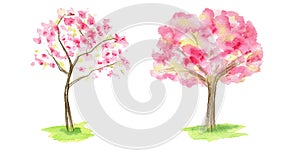 Watercolor Spring sakura tree set, Pink flower sour cherry tree hand drawing illustration isolated on white background.
