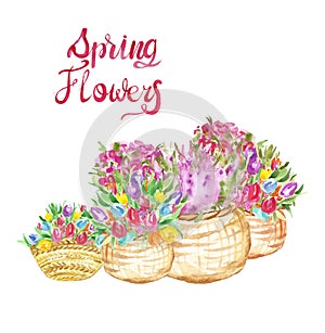 Watercolor spring seasonal flowers illustration. Colorful tulips in baskets