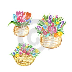 Watercolor spring seasonal flowers illustration. Hand painted colorful tulips in baskets isolated on white background.