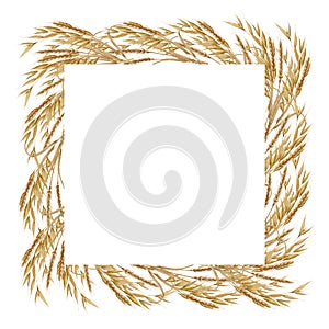 Watercolor square frame of golden spikelets of wheat, oats, rye, grains on a white background.