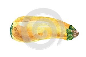 Watercolor squash isolated on a white background