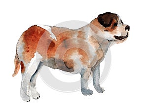 Watercolor st Bernard dog