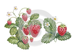Watercolor strawberry bush photo