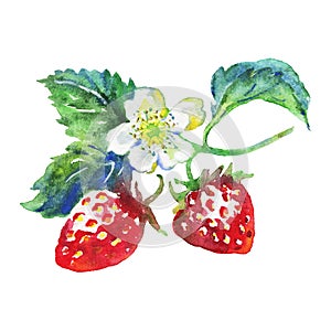 Watercolor strawberry with flowers