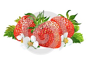 Watercolor strawberry and sliced strawberries isolated