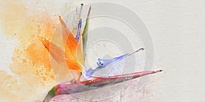 Watercolor strelicia