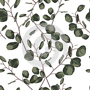 Seamlessr pattern with eucalyptus. Hand painted floral ornament with silver dollar, seeded and baby eucalyptus