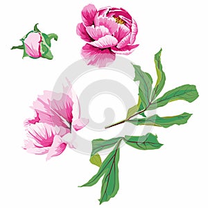 Watercolor style flower peony, flowers and leaves peonies, isolated on white background, floral set, design for invitation.