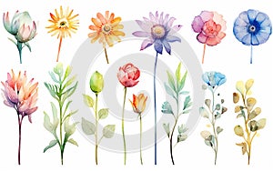 watercolor style set of flowers, leaves and branches, soft colors yellow and green, white background cut out