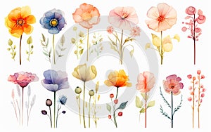 watercolor style set of flowers, leaves and branches, soft colors yellow and green, white background cut out