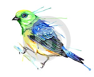 Watercolor style vector illustration of bird.