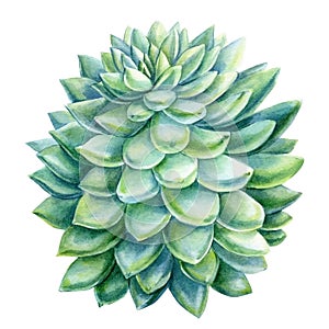 Watercolor Succulent, botanical illustration, green echeveria