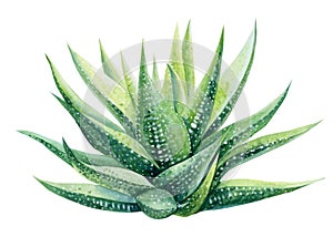 Watercolor succulent. Botanical illustration, tropical green plants. Haworthia, aloe isolated white background