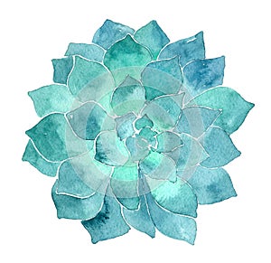 Watercolor succulent Echeveria illustration