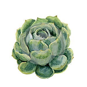 Watercolor succulent. Hand drawn illustration on white background. For design, textile and background. Realistic botanical