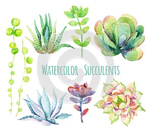 Watercolor succulents.