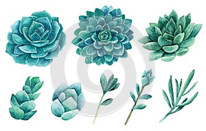 Watercolor succulents vector clip art. Green cactus clipart