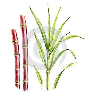 Watercolor sugar cane plants. Set of two stems and separate big branch with leaves. Collection with design elements