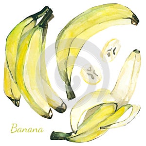 Watercolor summer collection banana. Hand painted banana fruit on isolated on white background. Floral botanical illustration for