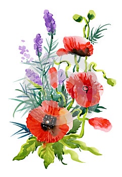 Watercolor Summer Garden Blooming Poppies Flower on White Background.