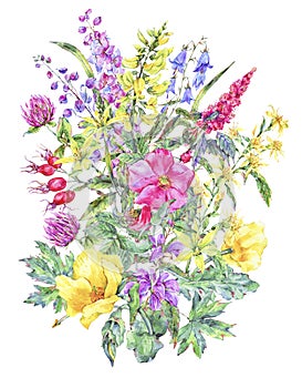 Watercolor summer medicinal floral card, Wild flowers plant