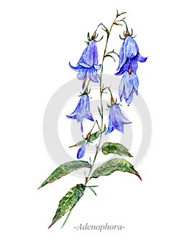 Watercolor summer medicinal flowers, Adenophora plant