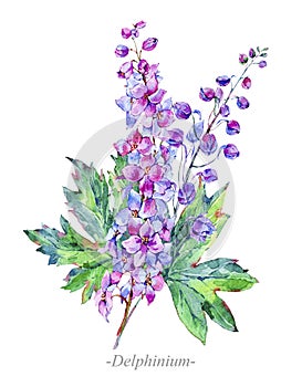 Watercolor summer medicinal flowers, Delphinium plant