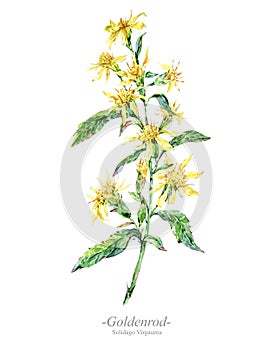 Watercolor summer medicinal flowers, Goldenrod plant