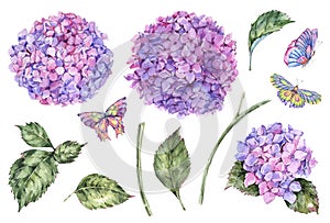 Acuarela verano un conjunto compuesto por rosa flores hortensias hojas brotes a mariposas 