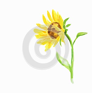 watercolor sunflower.
