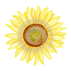 Watercolor sunflower. Hand painted bright yellow flower head isolated on white background. Blooming plant drawing for