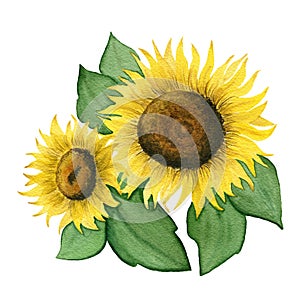 Watercolor sunflower isolated on white background, botanic illustration with hand painted sunflower