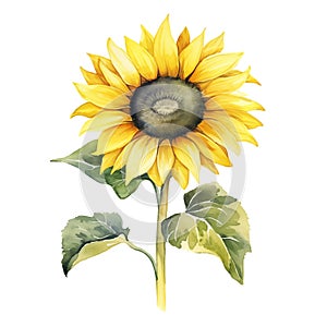 Watercolor sunflower with leaves isolated on white background