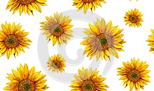 Watercolor Sunflower . Rustic pattern