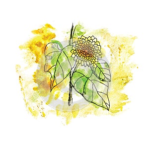 Watercolor sunflower, vector illustration