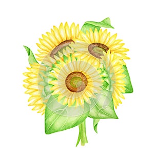 Watercolor sunflowers bouquet illustration. Hand painted bunch of bright yellow flowers with leaves isolated on white